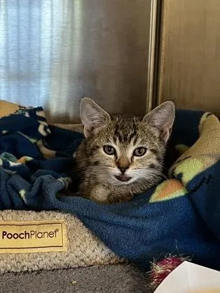 A baby small-sized female Domestic Short Hair cat named Thumper for adoption in Roseville, CA