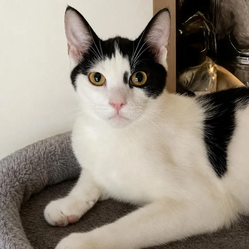 A young large-sized male Black & White / Tuxedo Tuxedo cat named Maverick Montano for adoption in Fresno, CA
