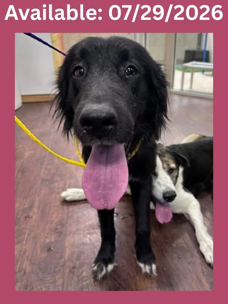 An adult large-sized female Border Collie dog named Dog Kennel  Minie for adoption in Greenville, TX