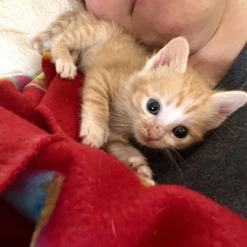 Tangerine thumbnail 2