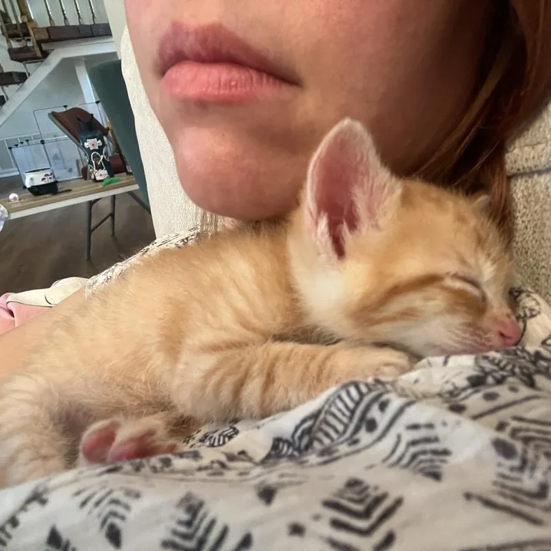 Tangerine thumbnail 3
