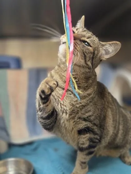 An adult extra large-sized male Domestic Short Hair cat named Snoopy for adoption in Westland, MI