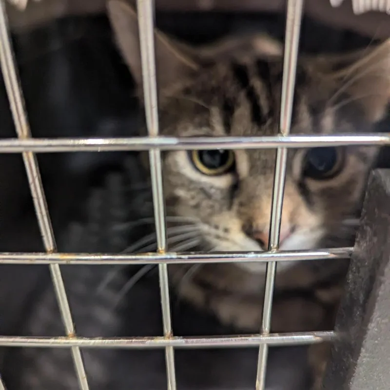 A young medium-sized female Brown / Chocolate Domestic Short Hair cat named Rose for adoption in Charlottesville, VA