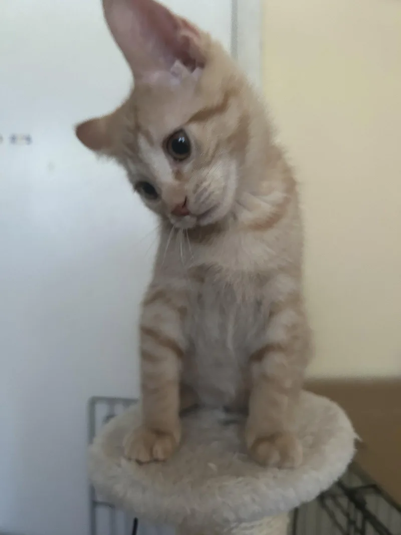A baby medium-sized female Orange / Red Domestic Short Hair cat named Ginger for adoption in Stewartsville, NJ