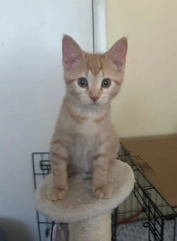Ginger thumbnail 2