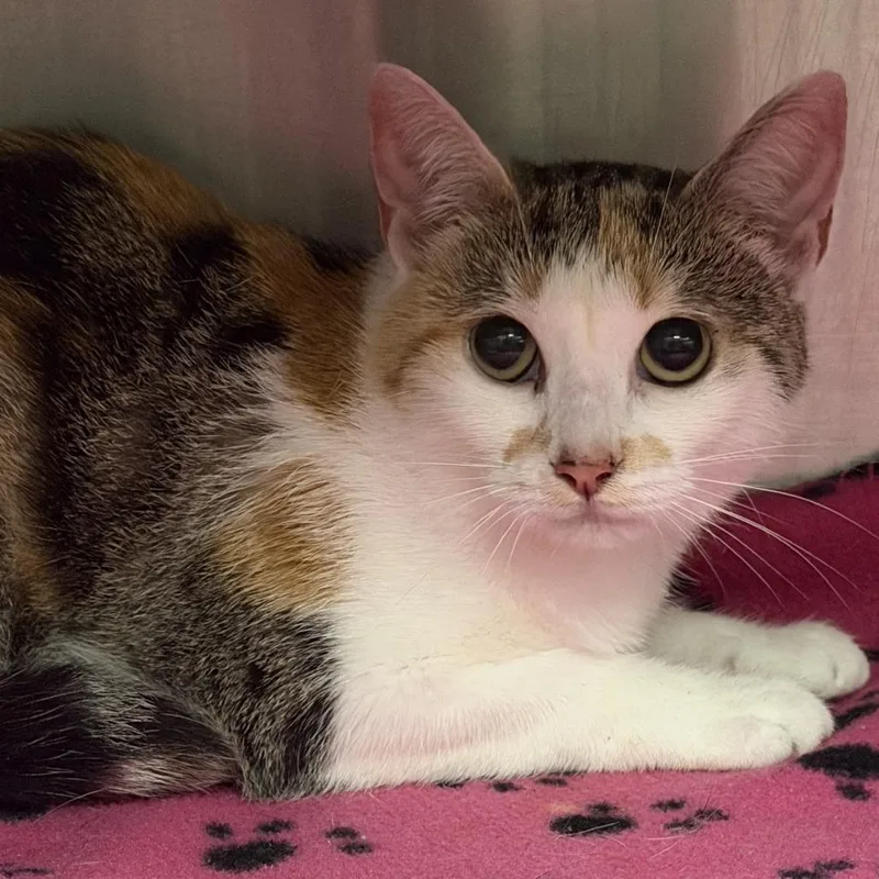 A young medium-sized female Calico Domestic Short Hair cat named Odessa for adoption in Falls Church, VA