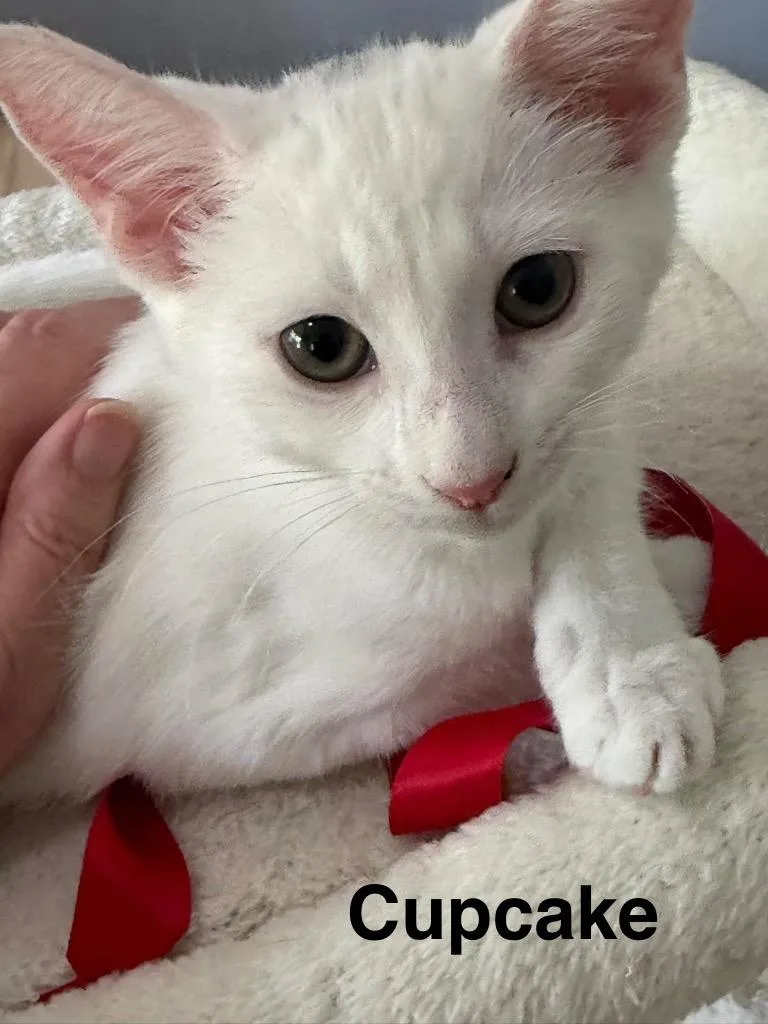 A baby medium-sized female Domestic Short Hair cat named Cupcake for adoption in Hoover , AL