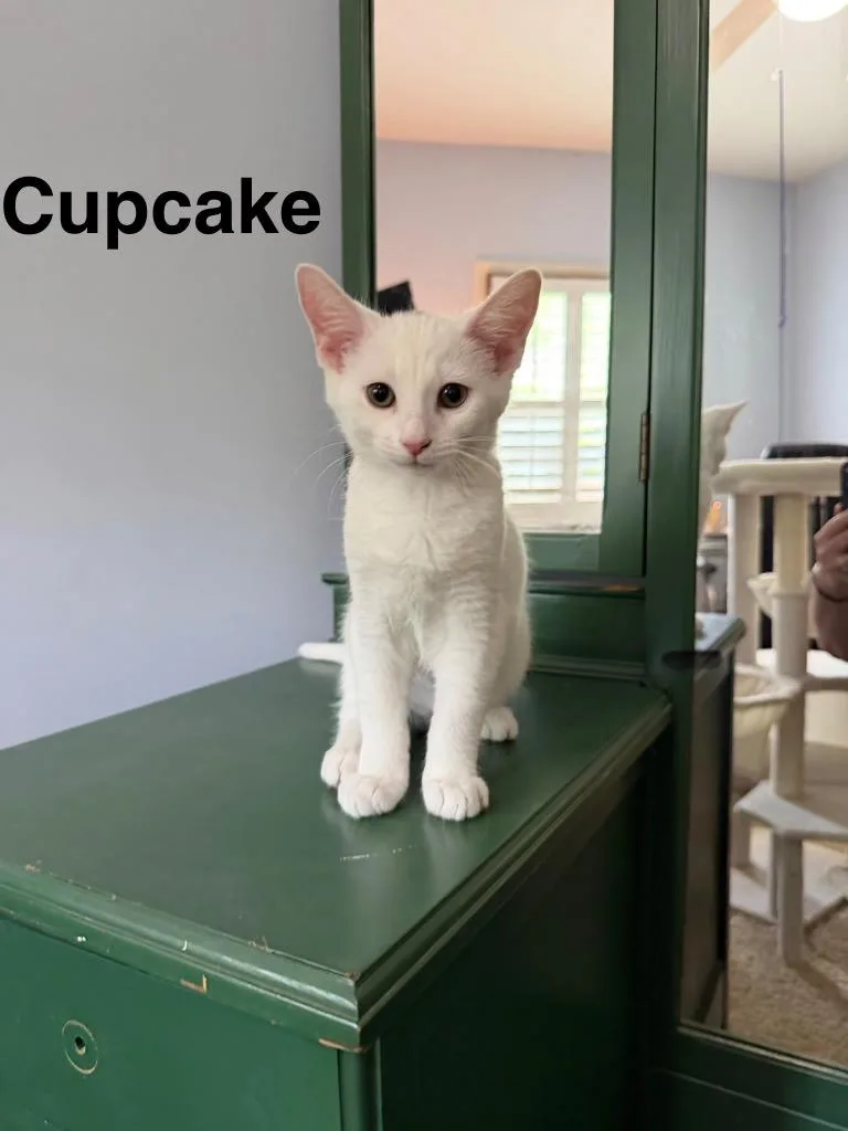 Cupcake thumbnail 2
