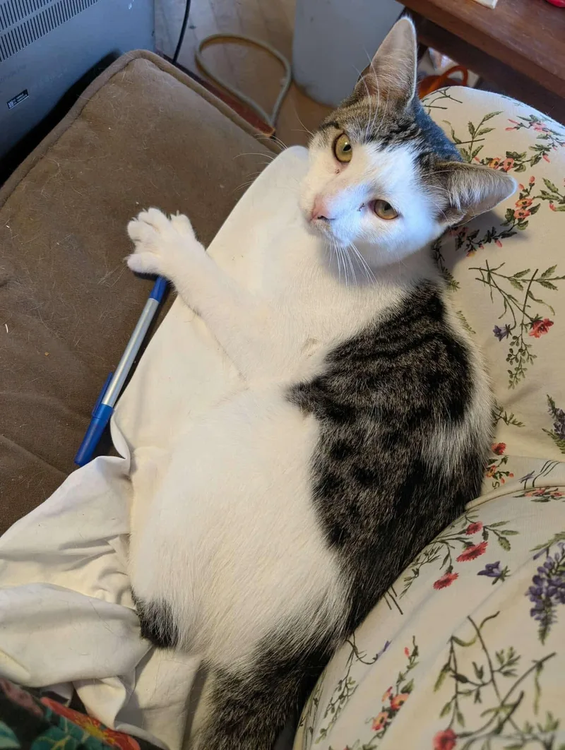 Roquefort thumbnail 2