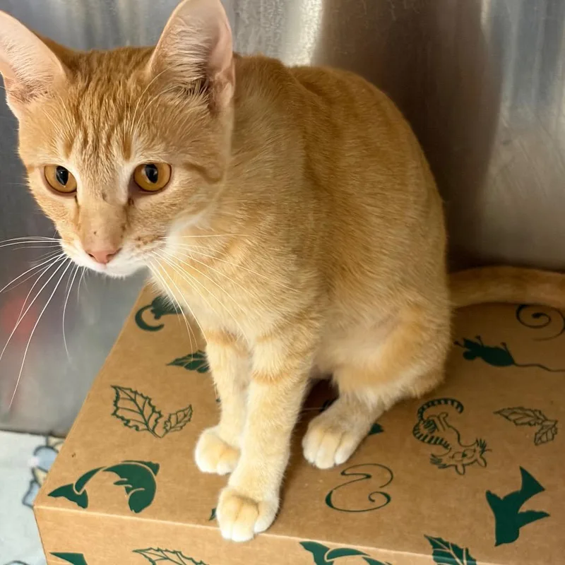 An adult medium-sized female Orange / Red Domestic Short Hair cat named Fritter for adoption in Ashtabula, OH