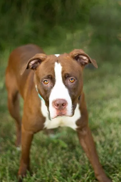 A young medium-sized male Brown / Chocolate Mixed Breed dog named Creed for adoption in Hamilton, OH