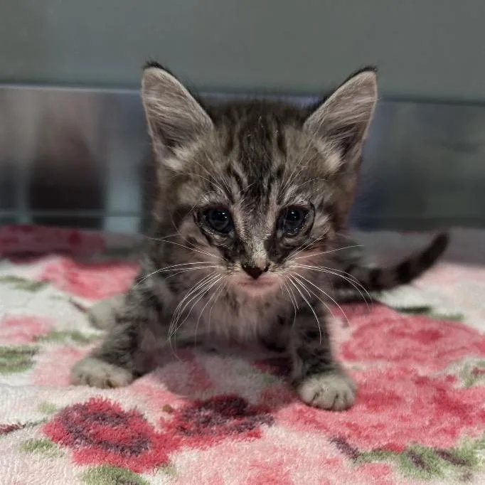 A baby small-sized male Gray / Blue / Silver Domestic Short Hair cat named Alex for adoption in San Gabriel, CA
