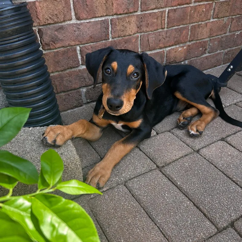 A baby medium-sized male Black Hound dog named Stetson for adoption in La Grange, KY