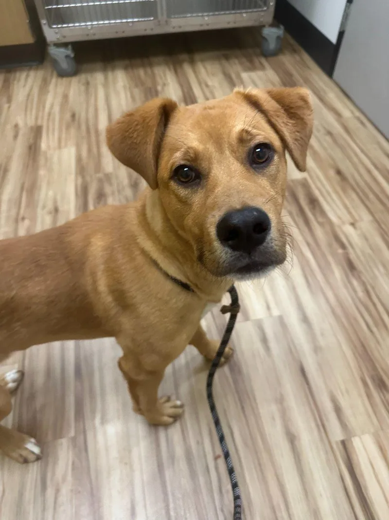 Canelo