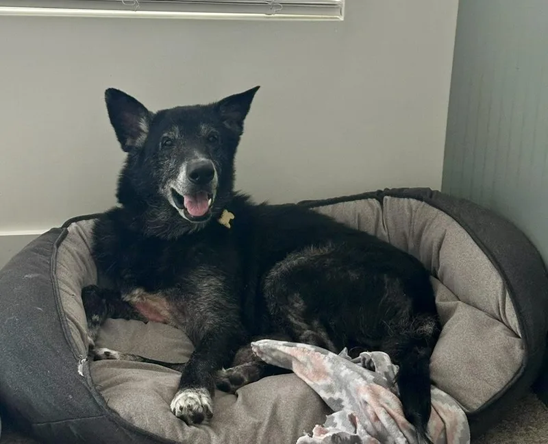 A senior extra large-sized male Black German Shepherd Dog dog named Malachi for adoption in Cincinnati, OH