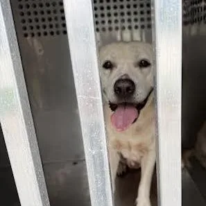An adult medium-sized female White / Cream Mixed Breed dog named StrayCorleyDrive for adoption in Columbus, GA
