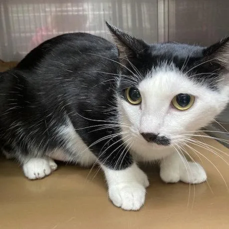 A young medium-sized female Black Domestic Short Hair cat named Roya for adoption in Oakland, CA