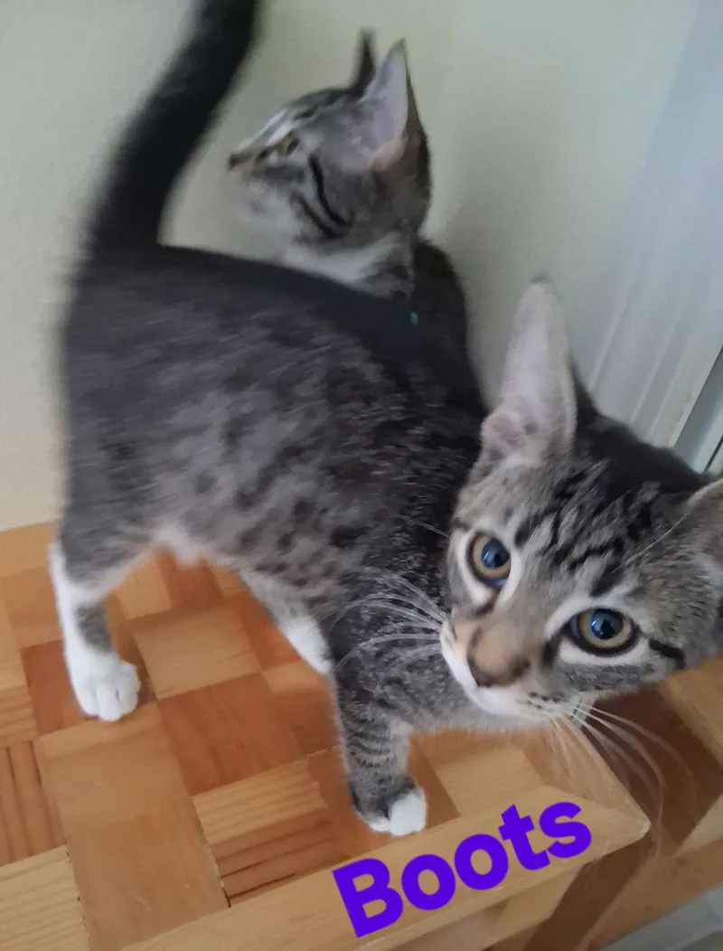 A young medium-sized female Domestic Short Hair cat named Boots for adoption in Longwood, FL