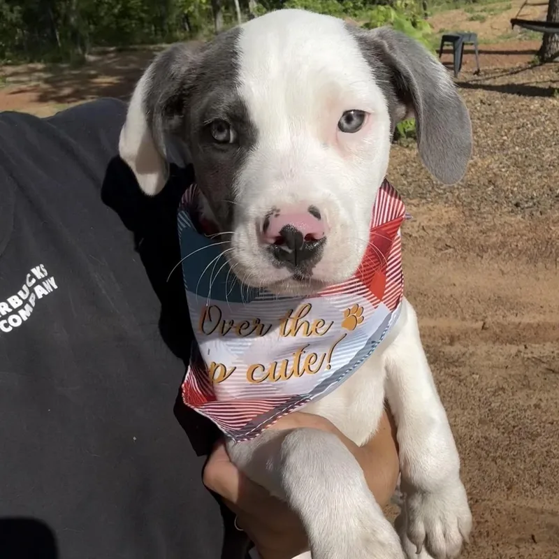 A baby medium-sized male Wirehaired Terrier dog named Kenny G for adoption in Queen City, TX
