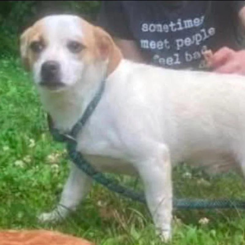 A young small-sized male White / Cream Terrier dog named Dylan for adoption in Alexandria, VA