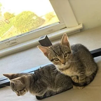 A baby small-sized male Brown / Chocolate Domestic Short Hair cat named Melon for adoption in Danbury, CT
