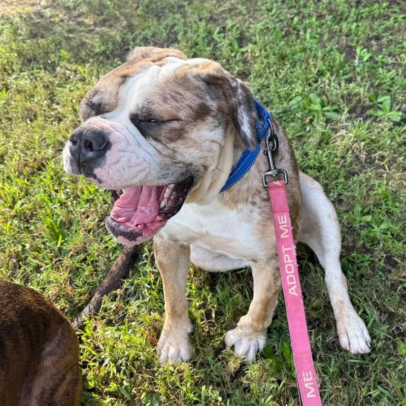 A young large-sized female Red / Chestnut / Orange American Bulldog dog named Lola for adoption in Daphne, AL