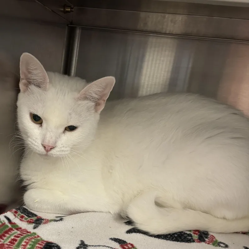 An adult medium-sized female White Domestic Short Hair cat named Duchess for adoption in Liberty, MO