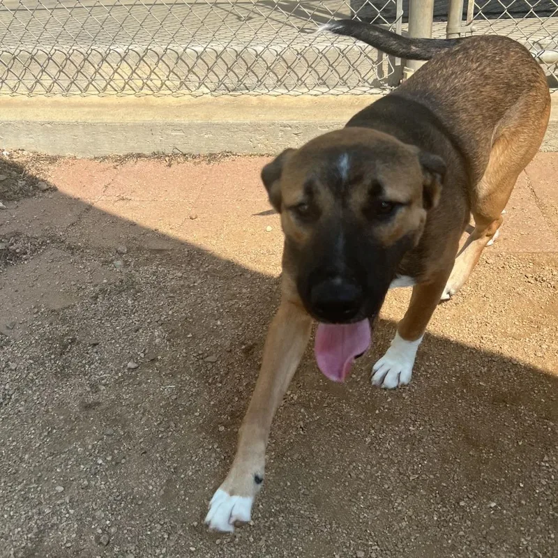 A young medium-sized male Mixed Breed dog named Ramesses for adoption in Galveston, TX