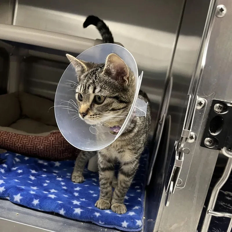 A young small-sized female Gray / Blue / Silver Domestic Short Hair cat named Kestrel for adoption in Detroit Lakes, MN