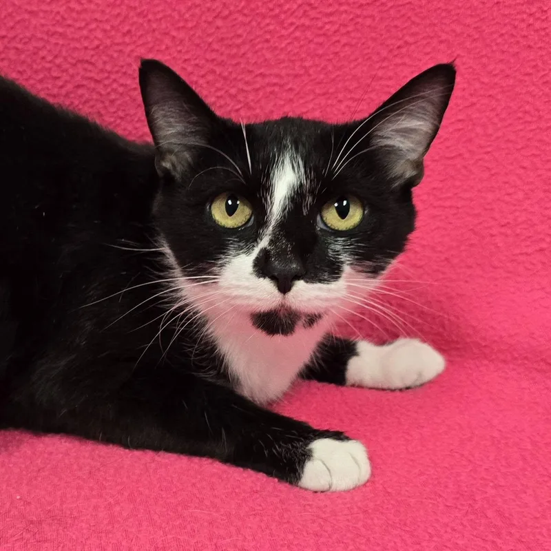 An adult medium-sized female Domestic Short Hair cat named Nickie for adoption in Frankfort, IN
