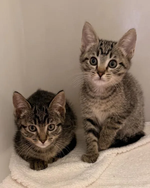 A baby medium-sized male Domestic Short Hair cat named Jerry for adoption in Canton, GA