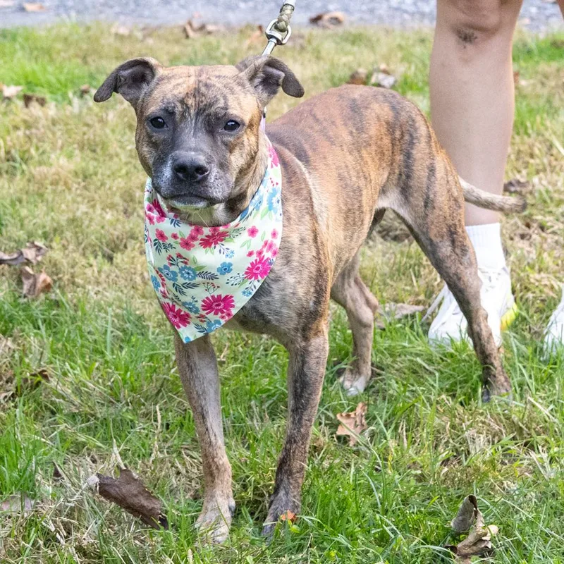 A young medium-sized female Boxer dog named Tiger LillyAvail for adoption in West Grove, PA
