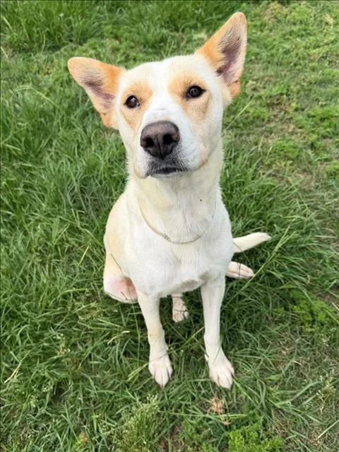 An adult medium-sized female Labrador Retriever dog named Lady for adoption in Conroe, TX