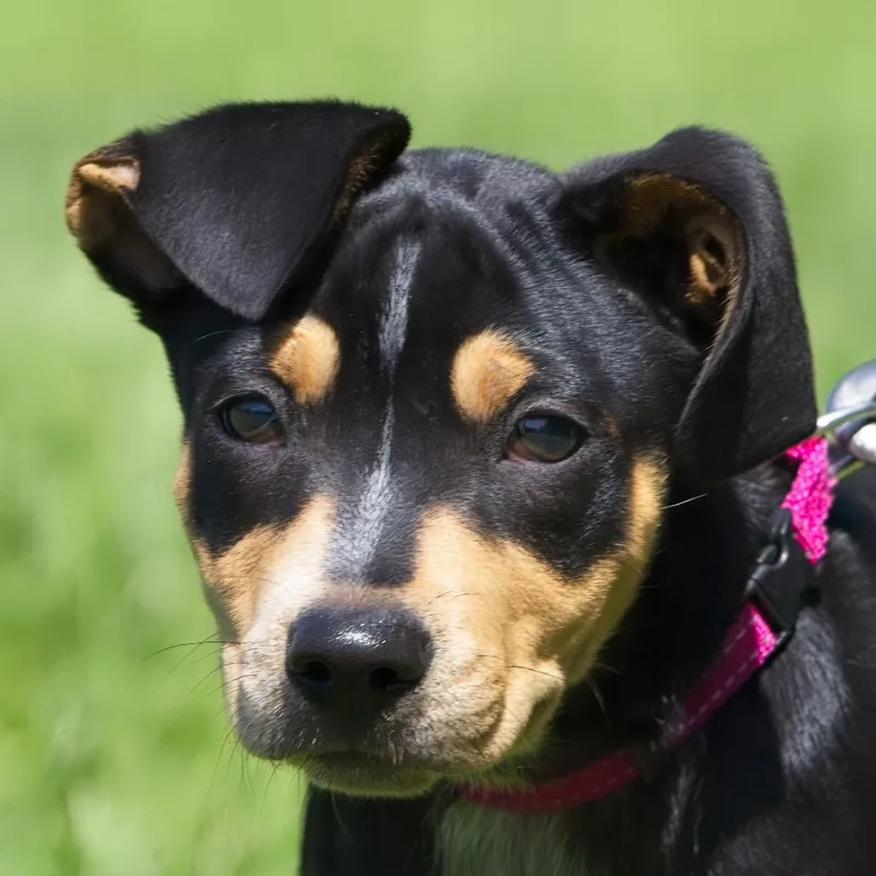 A baby medium-sized female Black Miniature Pinscher dog named Bridgette for adoption in South Elgin, IL