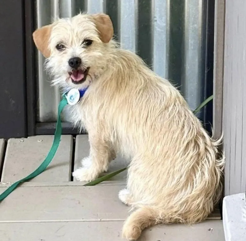 An adult small-sized female Yellow / Tan / Blond / Fawn Miniature Poodle dog named Ivy for adoption in Santa Rosa, CA