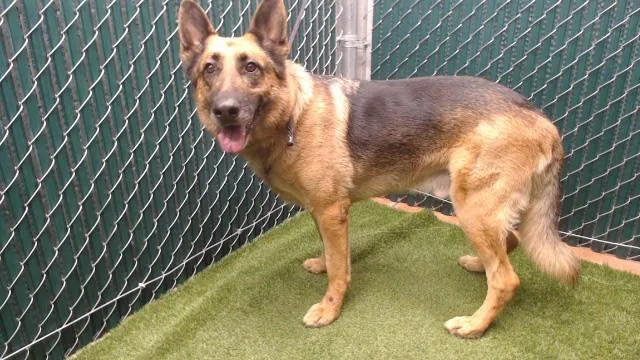 An adult large-sized male German Shepherd Dog dog named Spike for adoption in Downey, CA