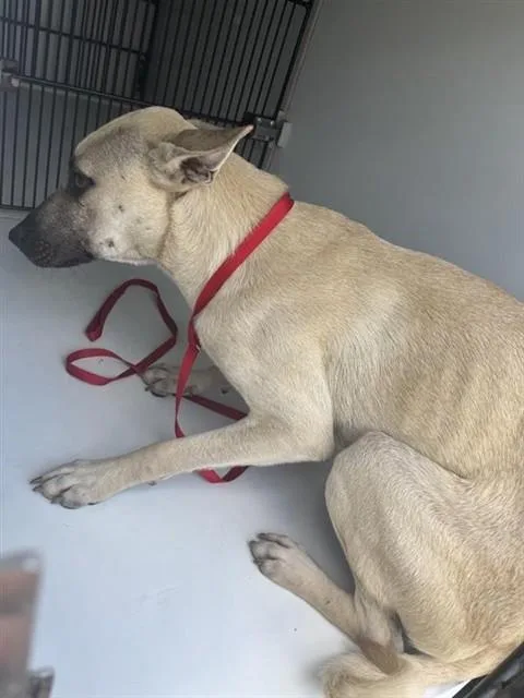 A young medium-sized male Black Mouth Cur dog named A for adoption in Houston, TX