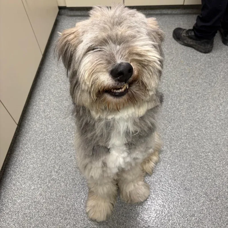 An adult medium-sized male White / Cream Sheep Dog dog named Baloo for adoption in Batavia, OH