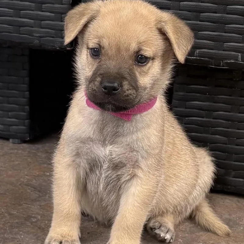 A baby medium-sized male White / Cream Labrador Retriever dog named Whopper for adoption in Escondido, CA