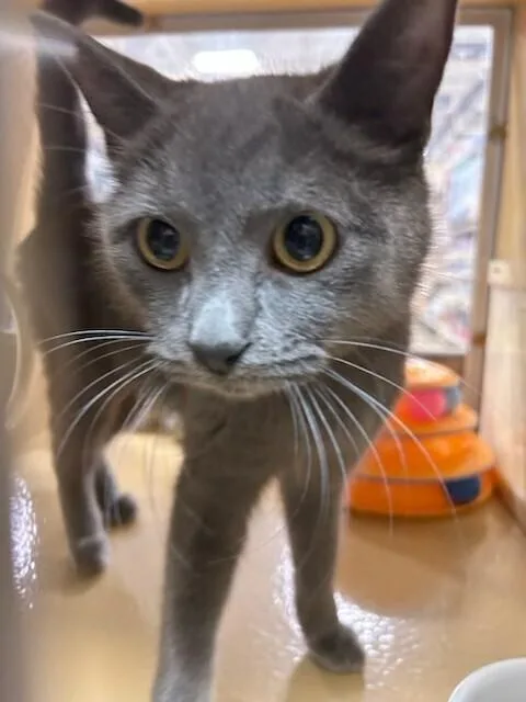 An adult medium-sized female Gray / Blue / Silver Domestic Short Hair cat named Alma for adoption in Anoka, MN