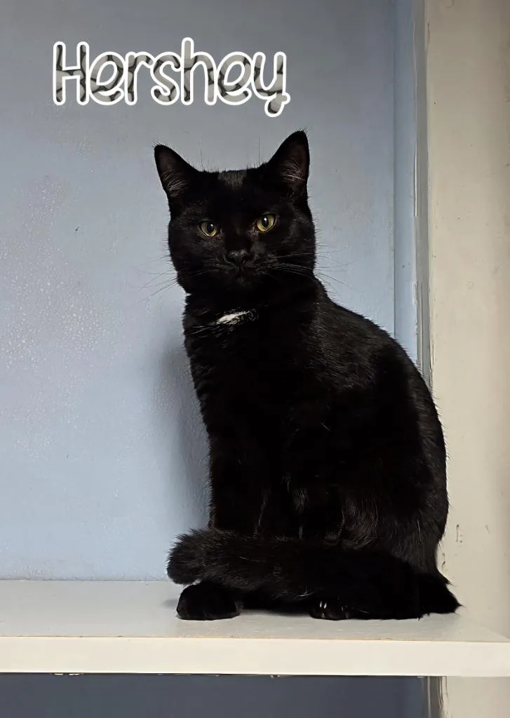 Hershey
