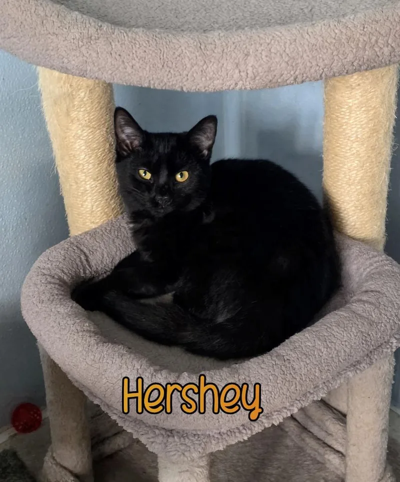 Hershey thumbnail 6