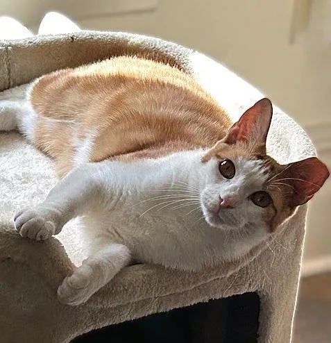 A young medium-sized female Orange & White Domestic Short Hair cat named Chessy for adoption in Lemoyne, PA