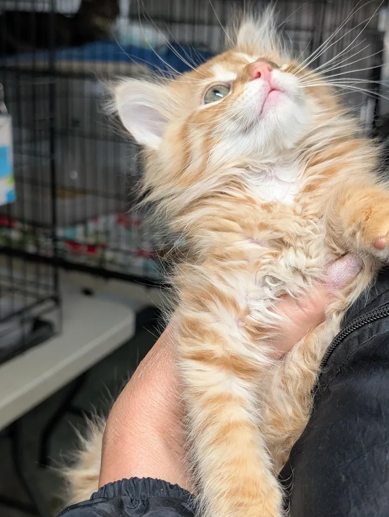 A baby medium-sized male Orange / Red Domestic Long Hair cat named Fluffernutter for adoption in Tilton, IL