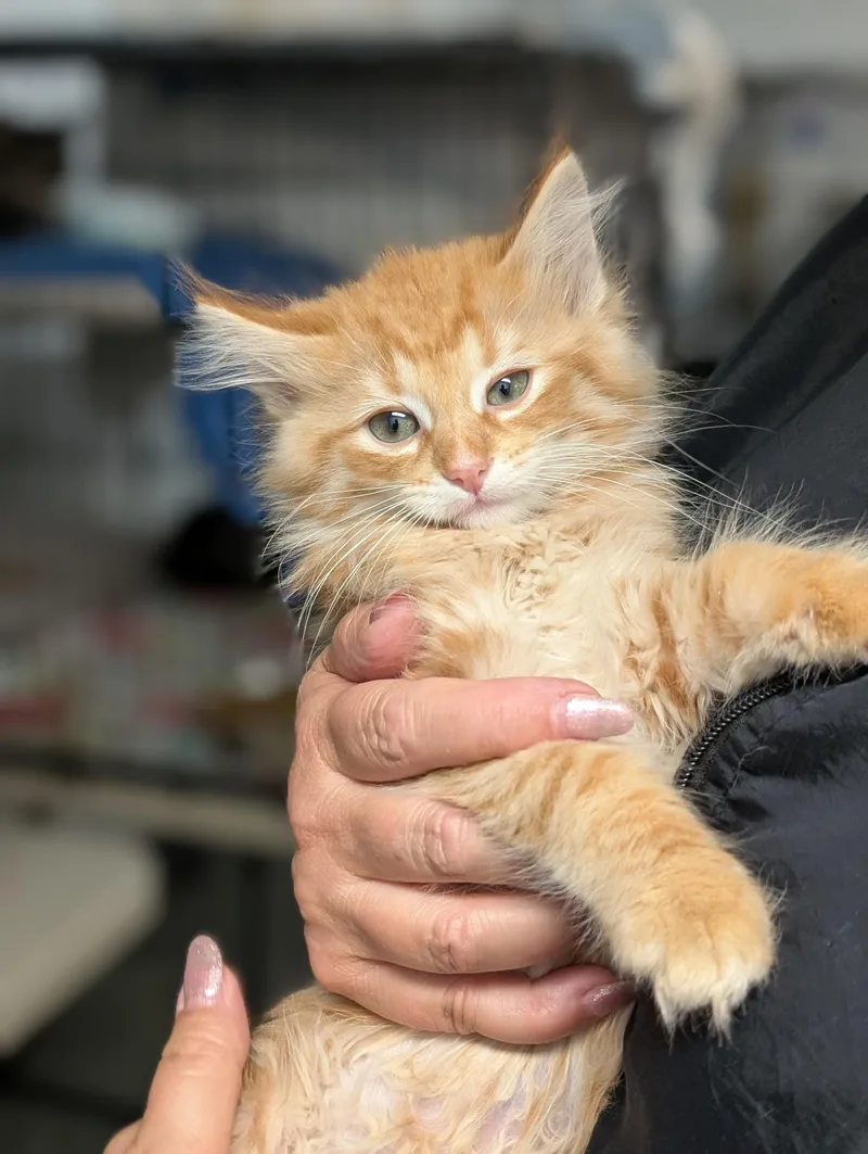 Fluffernutter thumbnail 2