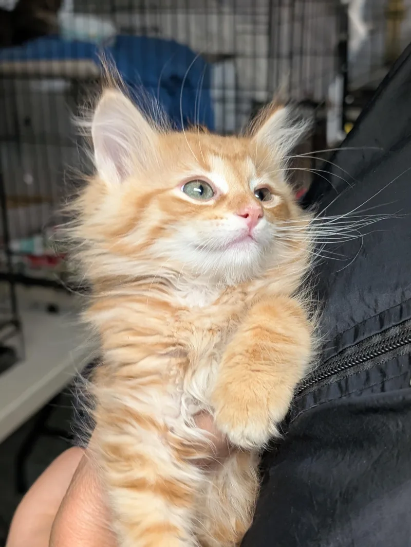 Fluffernutter thumbnail 4
