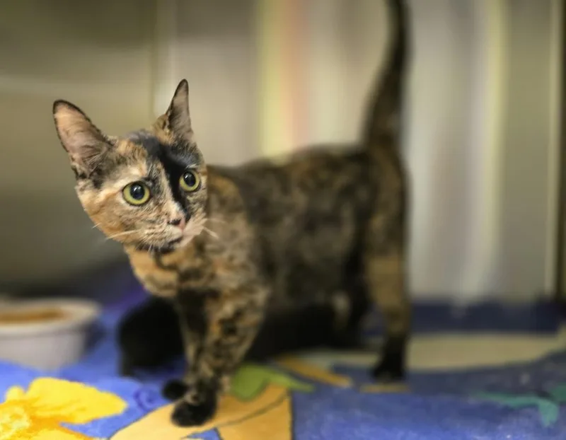 An adult large-sized female Domestic Short Hair cat named Echo for adoption in Dickson, TN