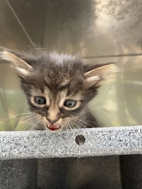 A baby small-sized male Domestic Short Hair cat named Tay for adoption in Dallas, TX