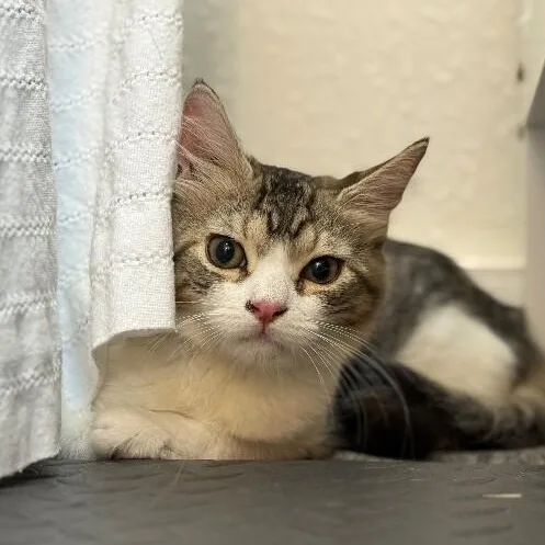 A young medium-sized female Tabby (Brown / Chocolate) Tabby cat named Munchkin Boon for adoption in Friendswood, TX