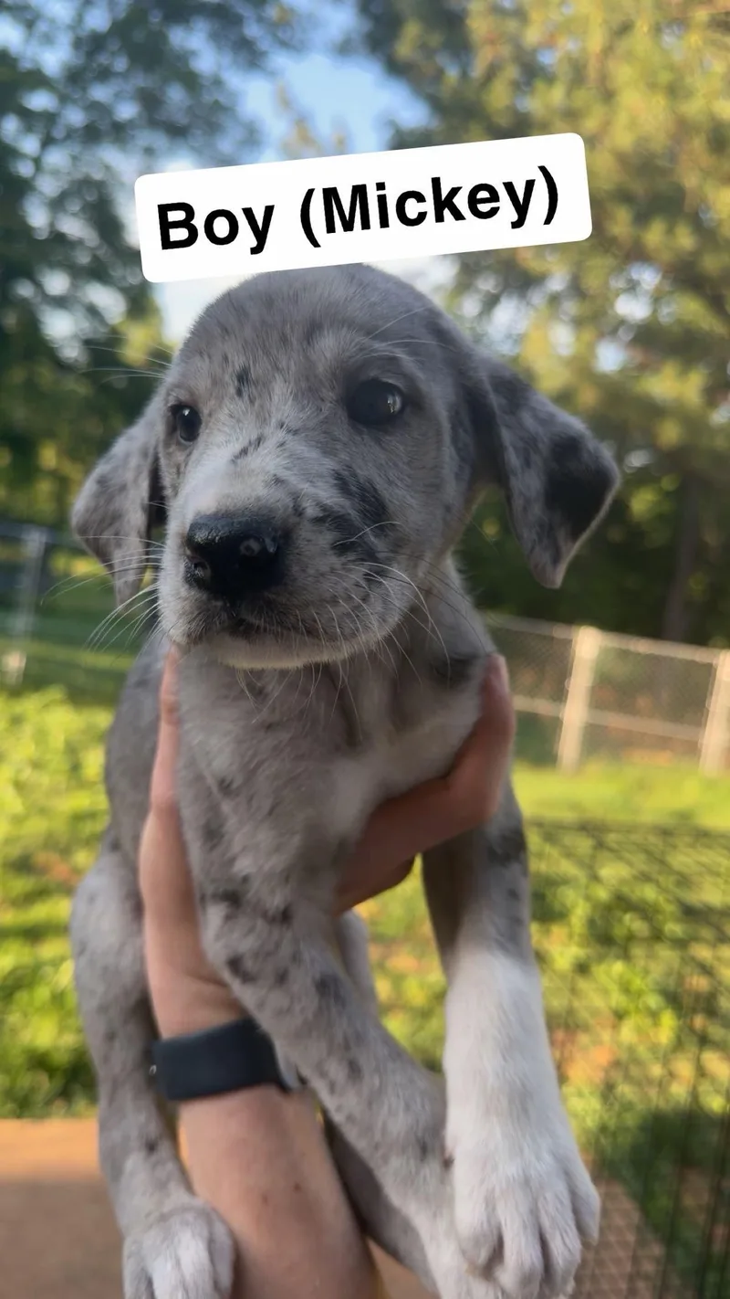 A baby extra large-sized male Great Dane dog named Mickey for adoption in Chambersburg, PA